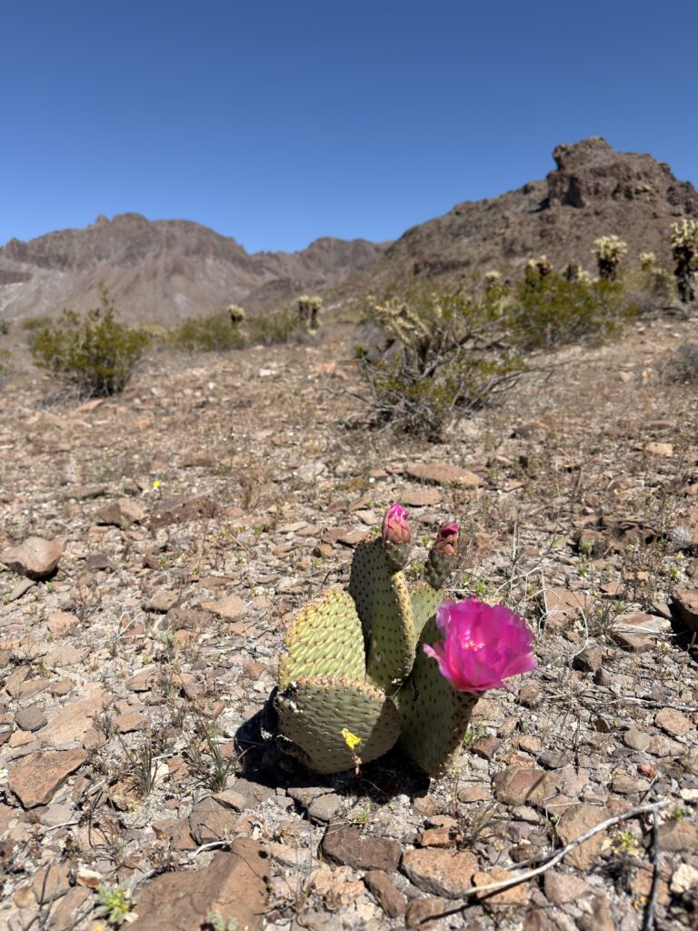 Blühender Feigenkaktus mit pinken Blüten in der Mojave-Wüste an der Route 66