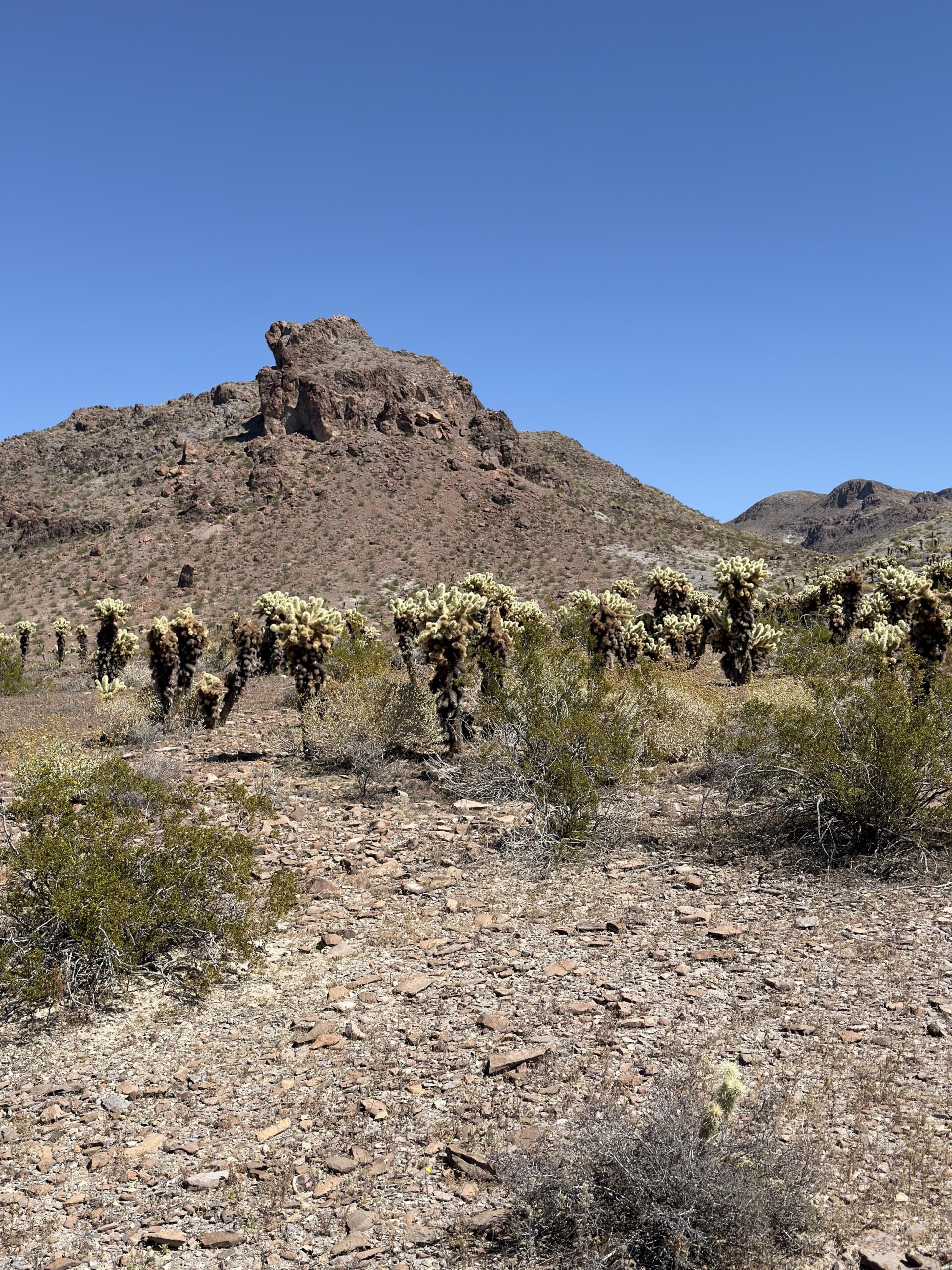 Cholla-Kakteen vor roter Felsformation an der Route 66 in Arizona bei blauem Himmel