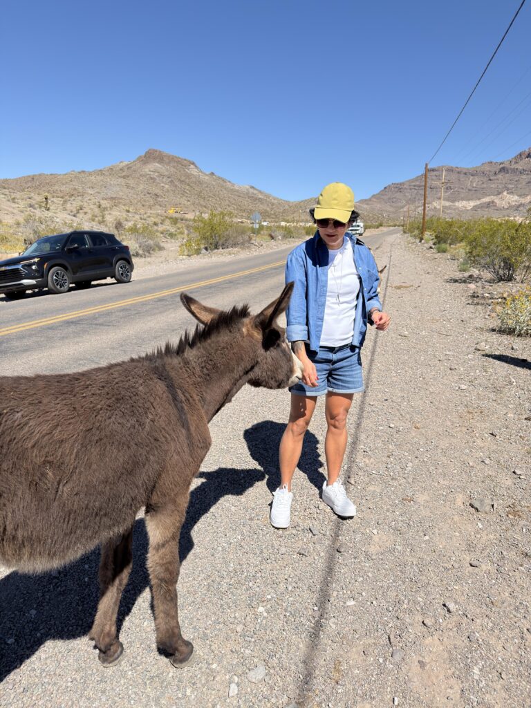 Frau streichelt wilden Esel am Straßenrand vor Oatman Arizona Route 66