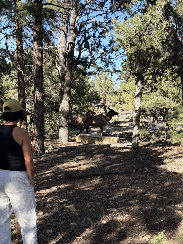 Wilder Elch im Kiefernwald beim Grand Canyon Village Arizona