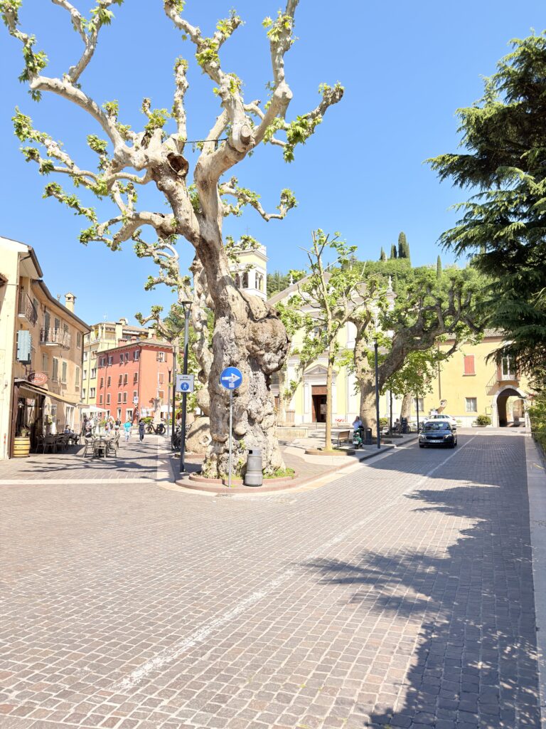 Großer alter Baum auf dem zentralen Stadtplatz von Garda mit Pflastersteinen und mediterraner Architektur im Hintergrund