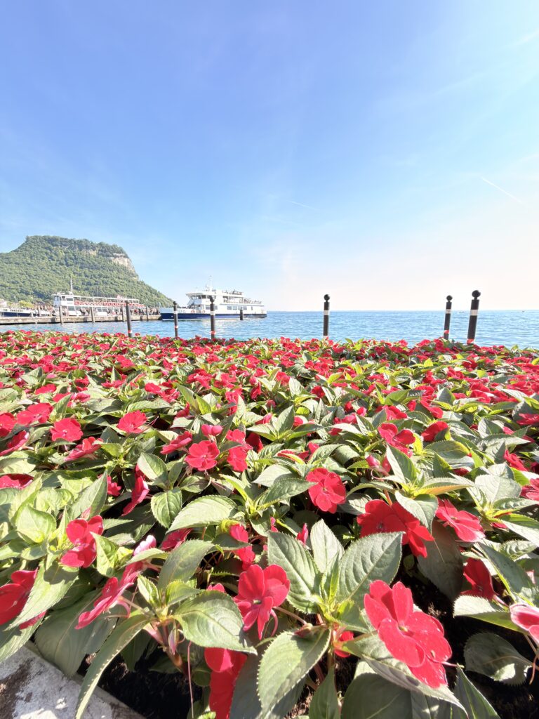 Nahaufnahme eines leuchtend roten Blumenbeets an der Uferpromenade von Garda, im Hintergrund ein Fährschiff am Anleger, schwarze Dalben und der bewaldete Felsen der Rocca di Garda