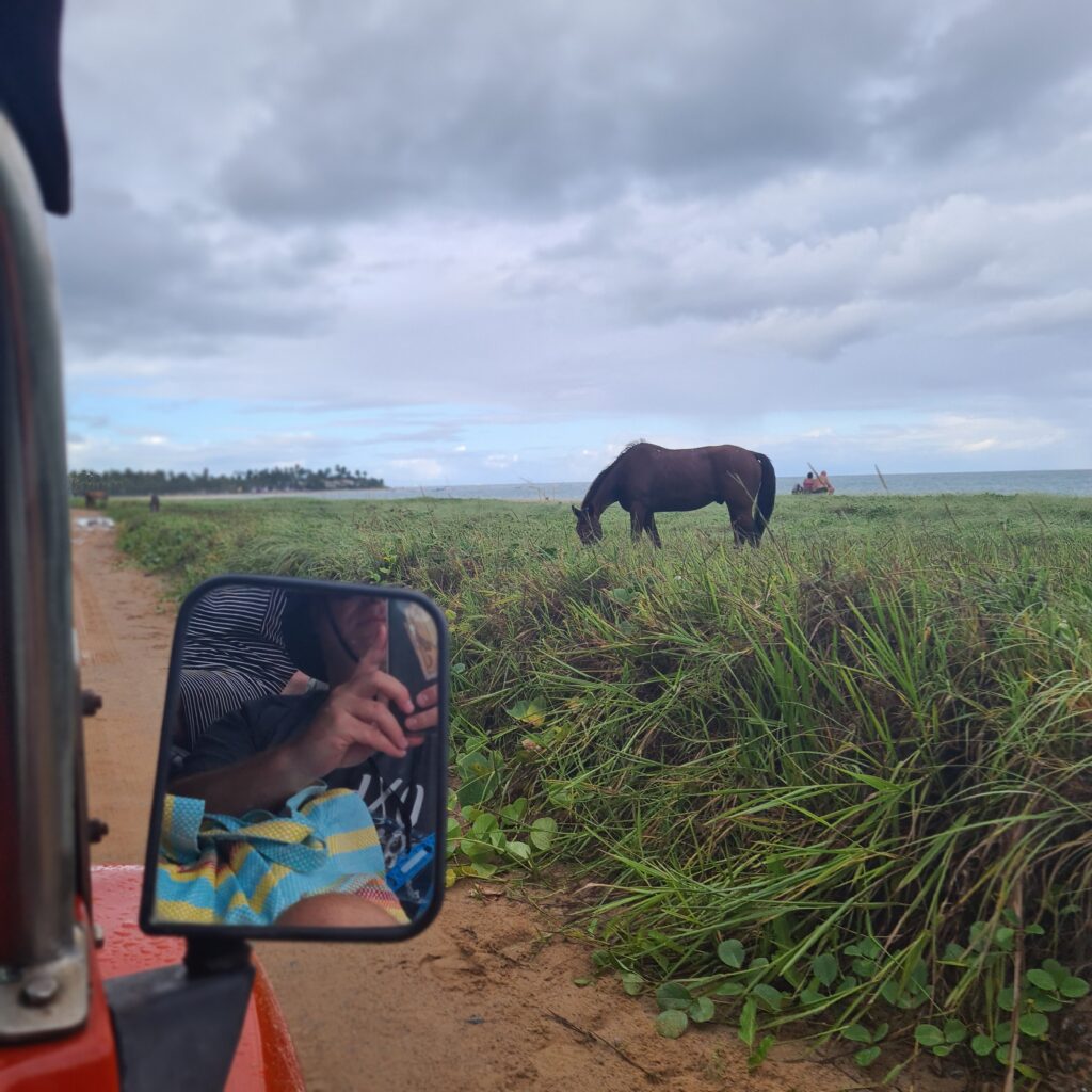 Braunes Pferd grast auf einer grünen Wiese nahe dem Strand, im Spiegel des Buggys spiegelt sich ein Mitfahrer