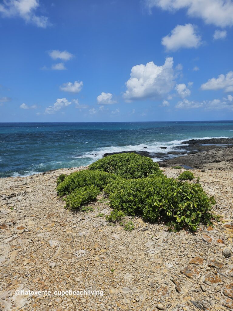 Dichte grüne Büsche auf Felsen mit Blick auf brechende Wellen am Horizont bei der Ilha de Santo Aleixo