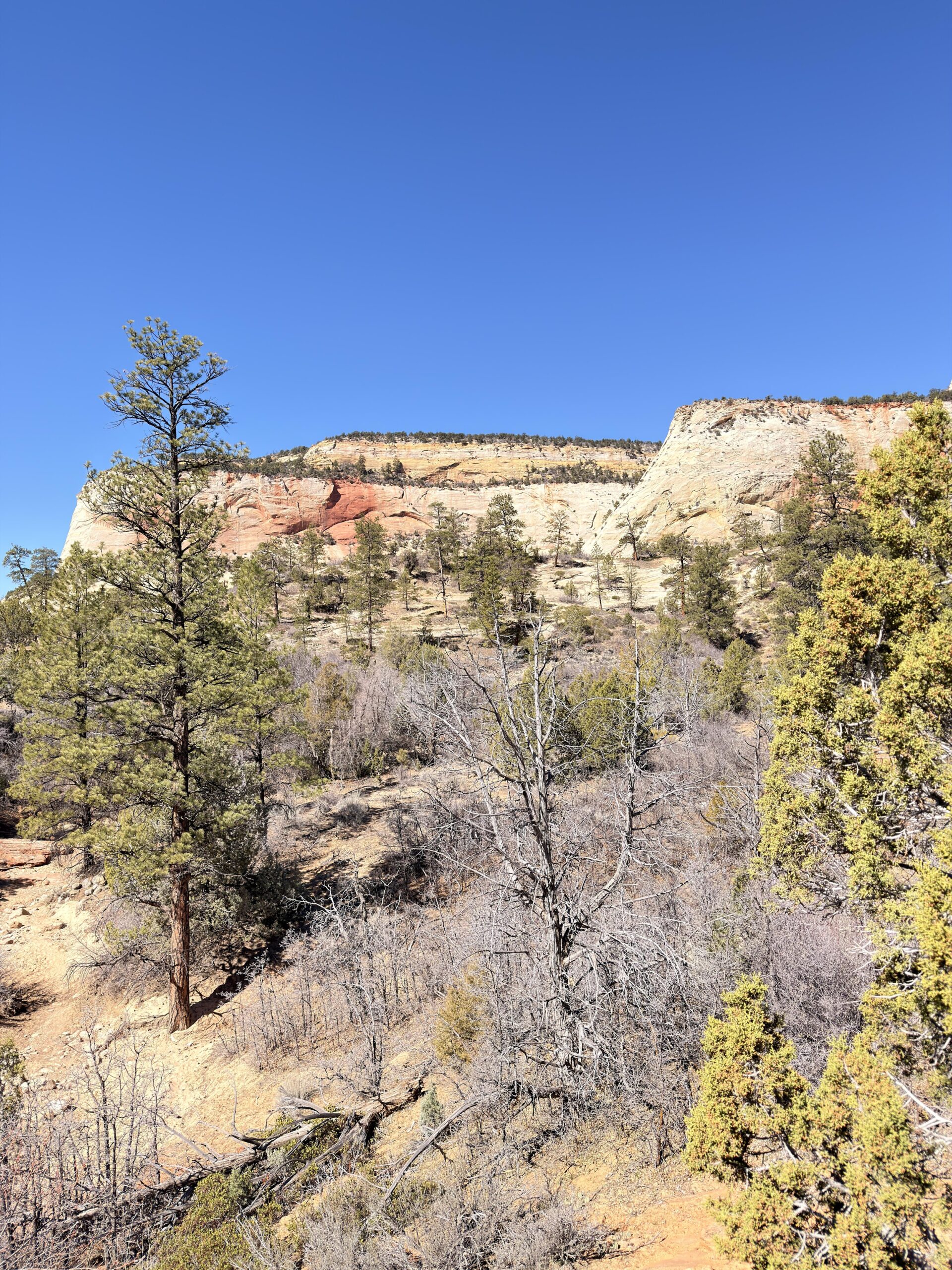 Bewaldeter Hang mit heller Sandsteinklippe im Zion National Park