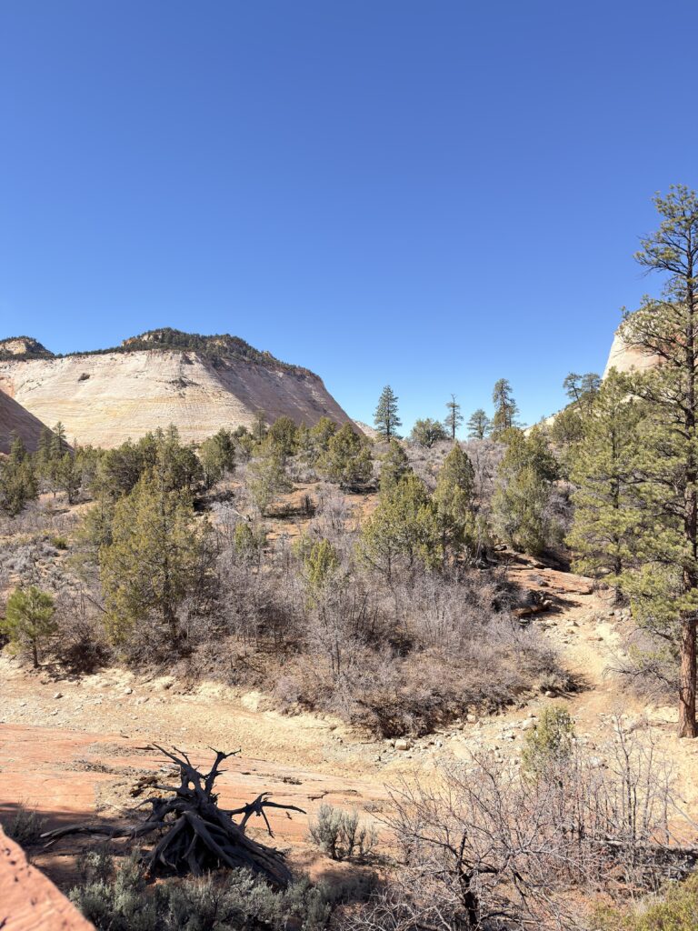 Bewaldetes Tal mit heller Sandsteinformation im Zion National Park