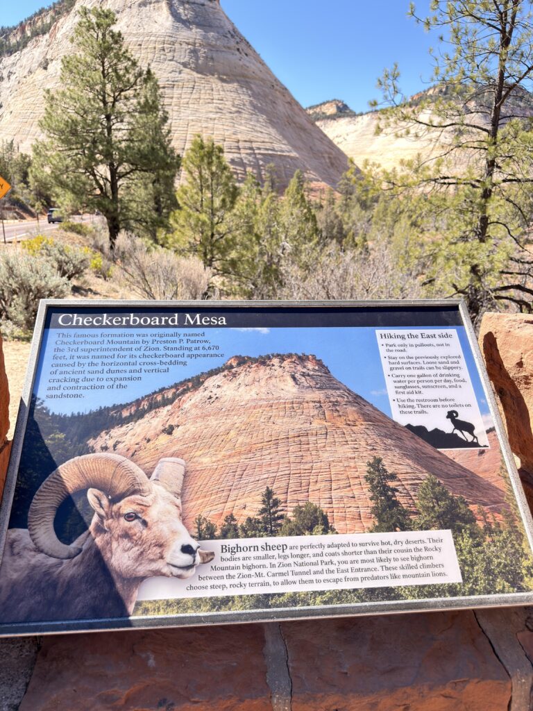 Infotafel zur Checkerboard Mesa mit Dickhornschaf-Abbildung im Zion National Park
