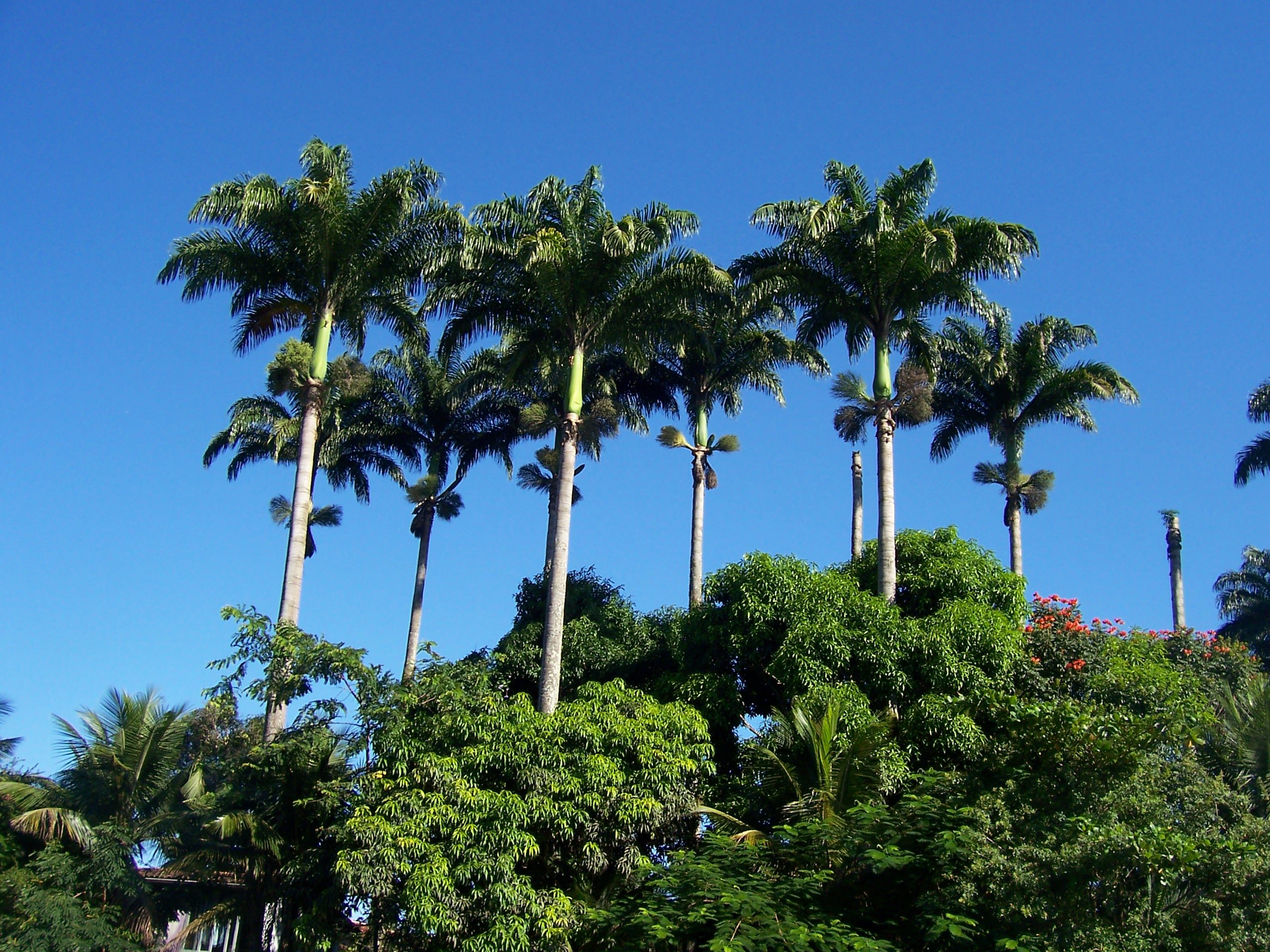 Reihe hoher Königspalmen vor strahlend blauem Himmel, Paraty, Brasilien