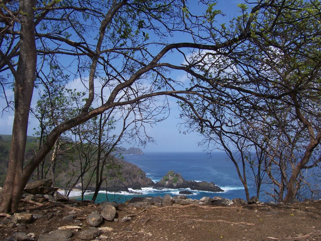Blick durch Bäume auf eine türkisfarbene Bucht mit Felsformationen auf Fernando de Noronha, Brasilien