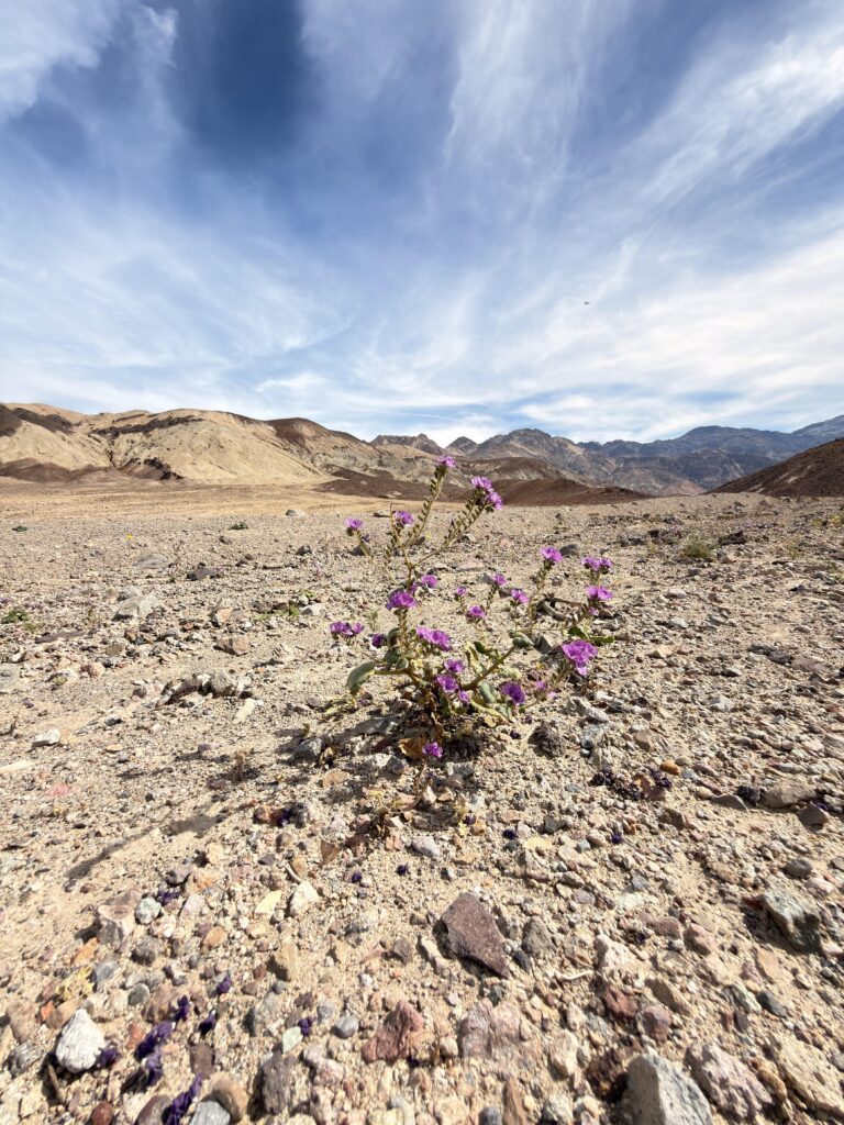 Violette Wüstenblume in Nahaufnahme vor den Bergen des Death Valley entlang des Artist Drive
