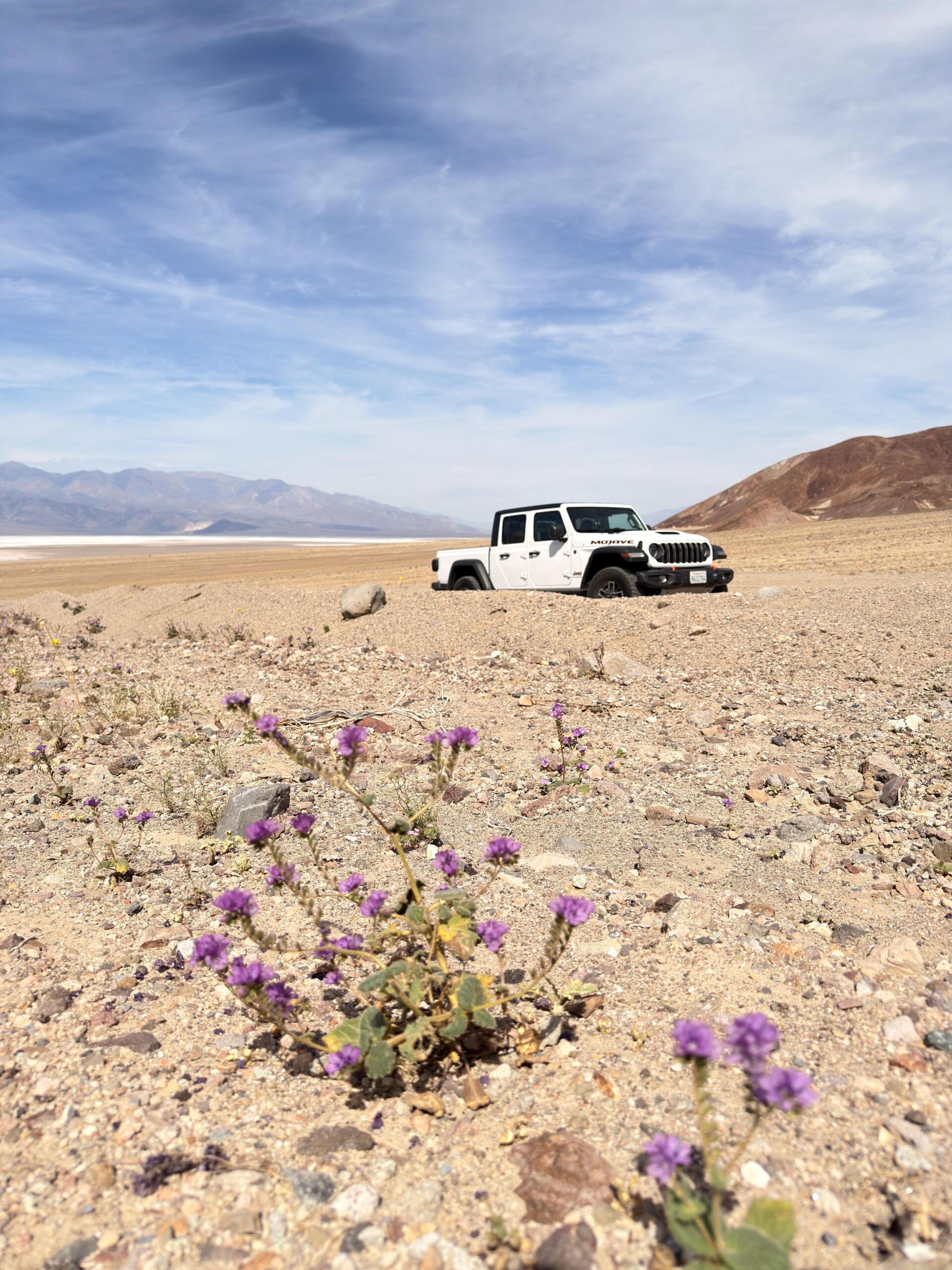 Weißer Jeep Gladiator Mojave am Artist Drive mit violetten Wüstenblumen im Vordergrund