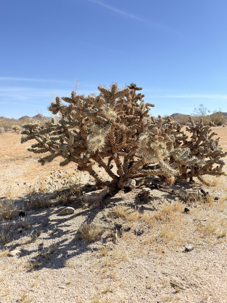 Einzelner Cholla-Kaktus in der Wüstenlandschaft des Joshua Tree National Park