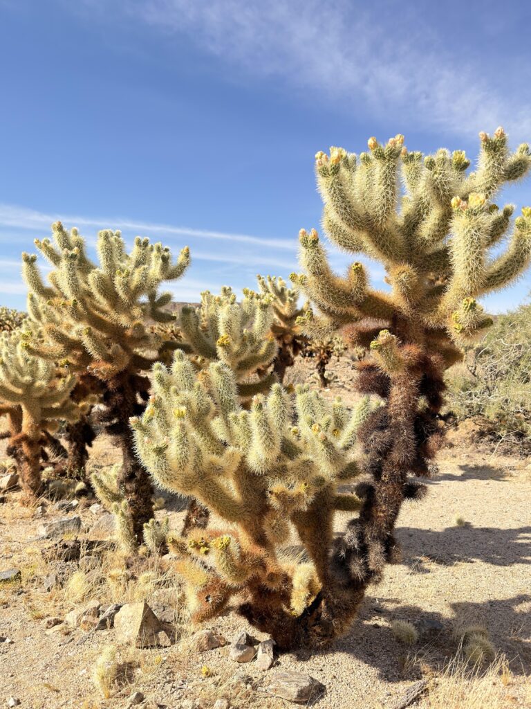 Blühende Cholla-Kakteen im Cholla Cactus Garden im Joshua Tree National Park