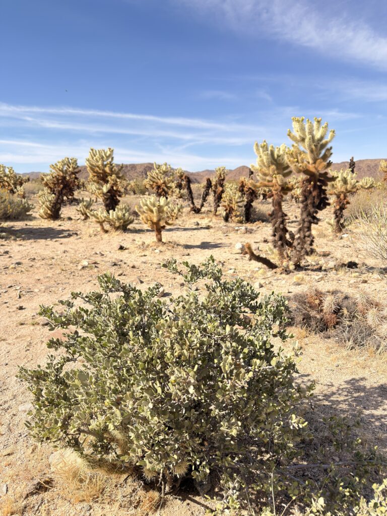 Weitwinkelansicht des Cholla Cactus Garden mit zahlreichen Kakteen im Joshua Tree National Park