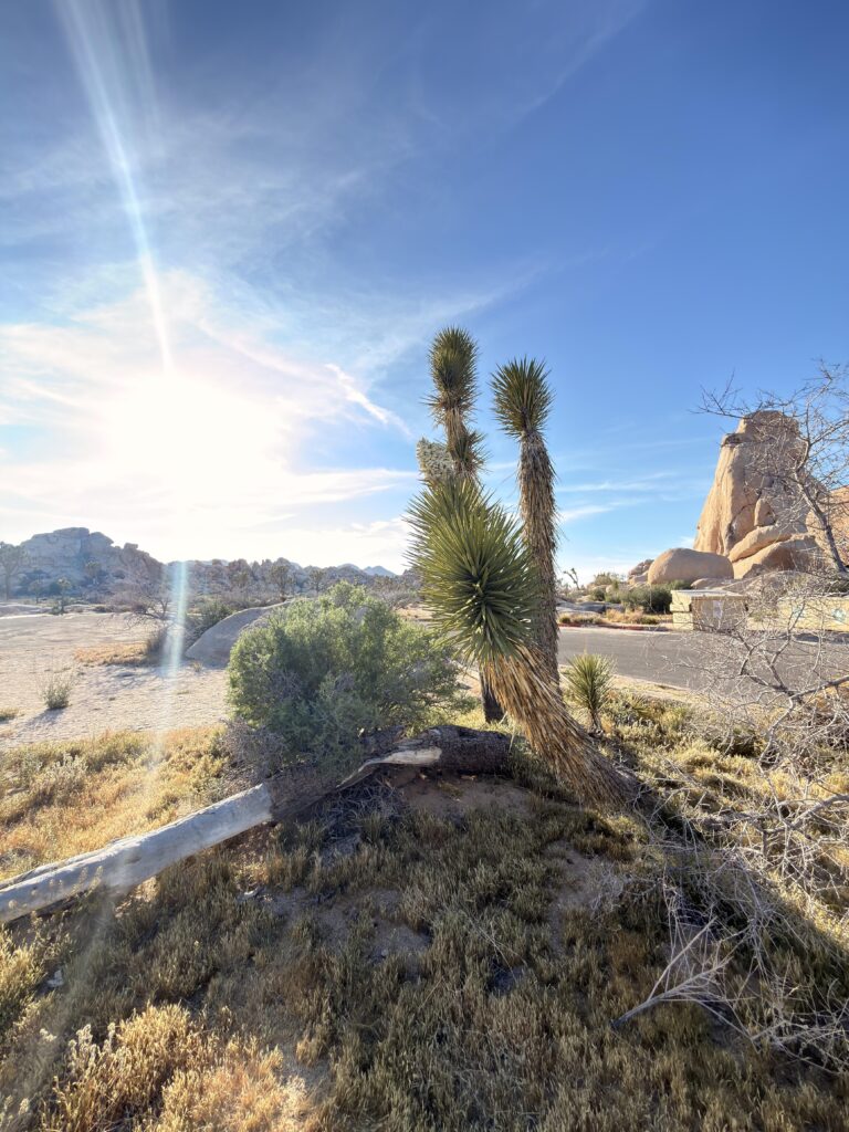 Joshua-Baum mit Blüte vor Felsformation im Joshua Tree National Park